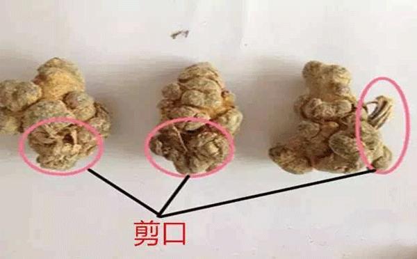 滑头三七是什么意思