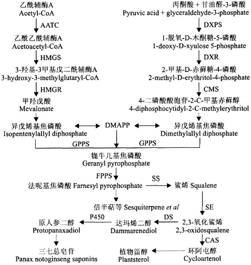 三七总皂苷怎样提取