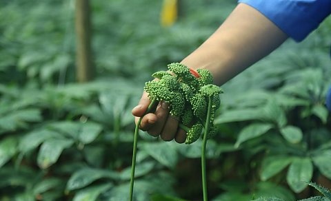 三七花和田七花一样吗