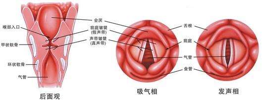 咽喉炎可以吃三七粉吗