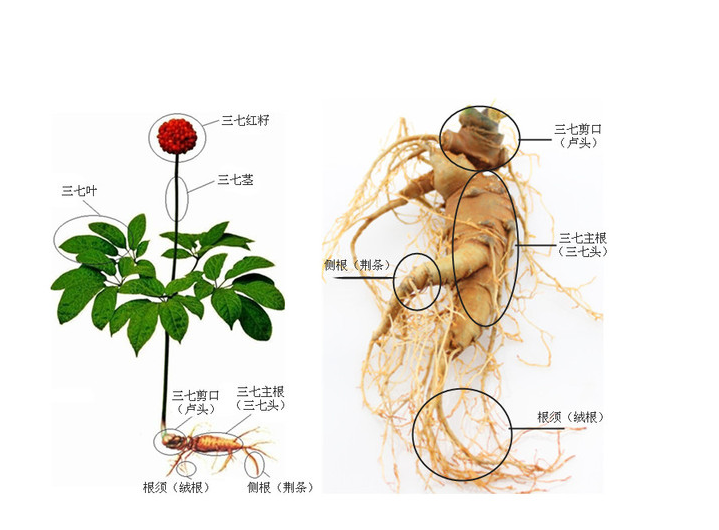 喝三七粉发现有很多泡沫，还能吃吗？