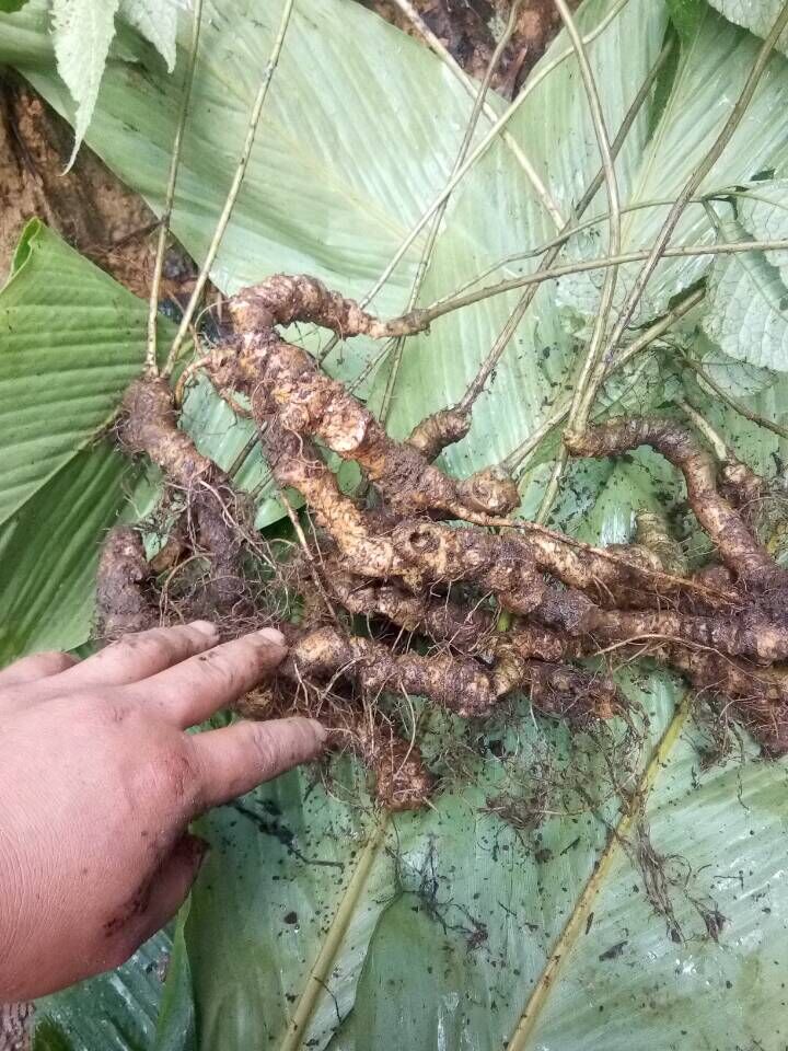 野生三七价格多少钱一斤？正真的野生三七几千一斤