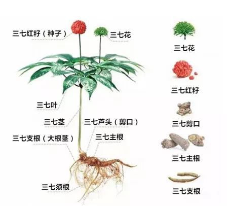 如何辨别三七根的好坏？