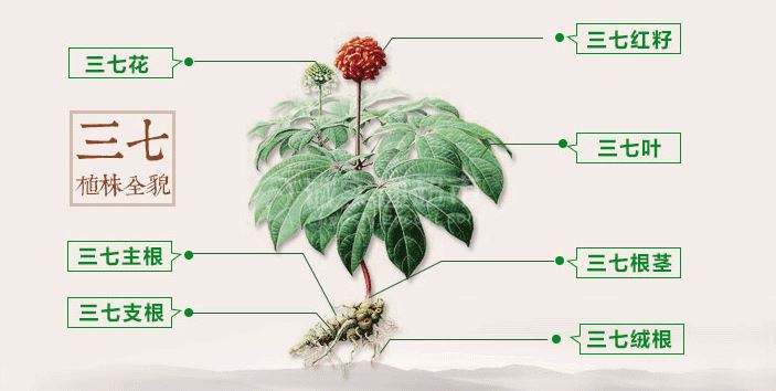 竹节三七好还是三七好