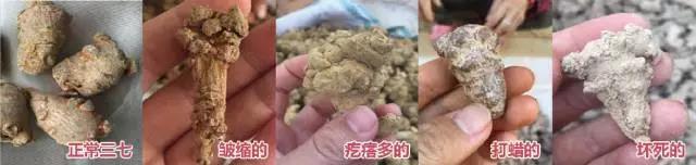 三七10种造假手段！注意辨别切莫贪便宜！