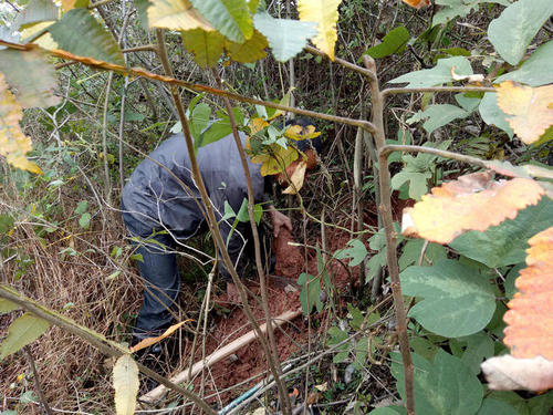 野生葛根粉价格多少钱一斤