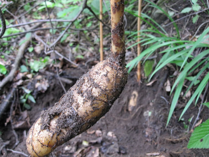 天麻好坏与海拔有关吗？为什么高海拔天麻好？