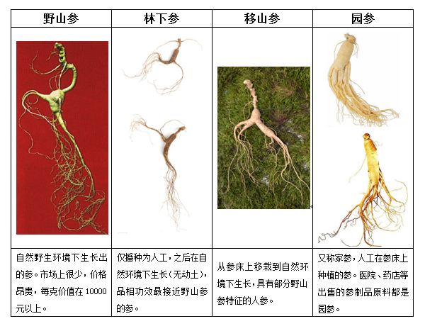 西洋参人参的区别方法