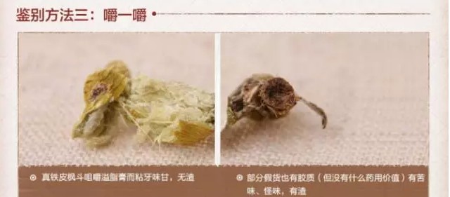 石斛怎么鉴别真假？教你从4个方面区分