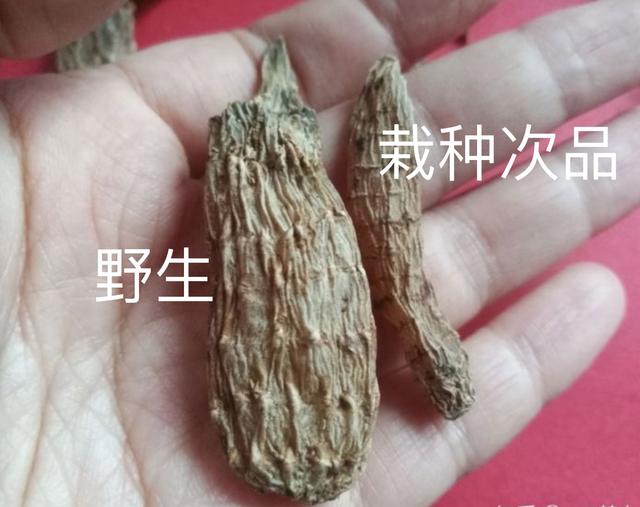 长白山野生天麻怎么辨别