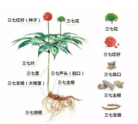 重楼是三七吗？