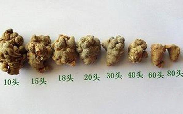 三七头数与药效关系表出炉