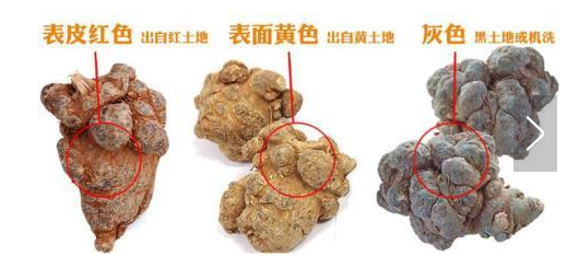 打蜡三七好不好？为你介绍打蜡三七的危害